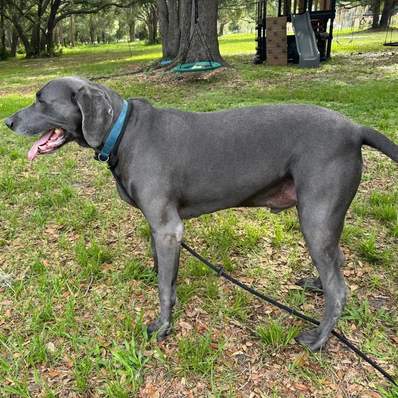 An adult extra large-sized male Gray / Blue / Silver Weimaraner dog named Brady for adoption in Parrish, FL