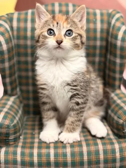 A baby small-sized female Domestic Short Hair cat named Feta for adoption in West Chester, PA