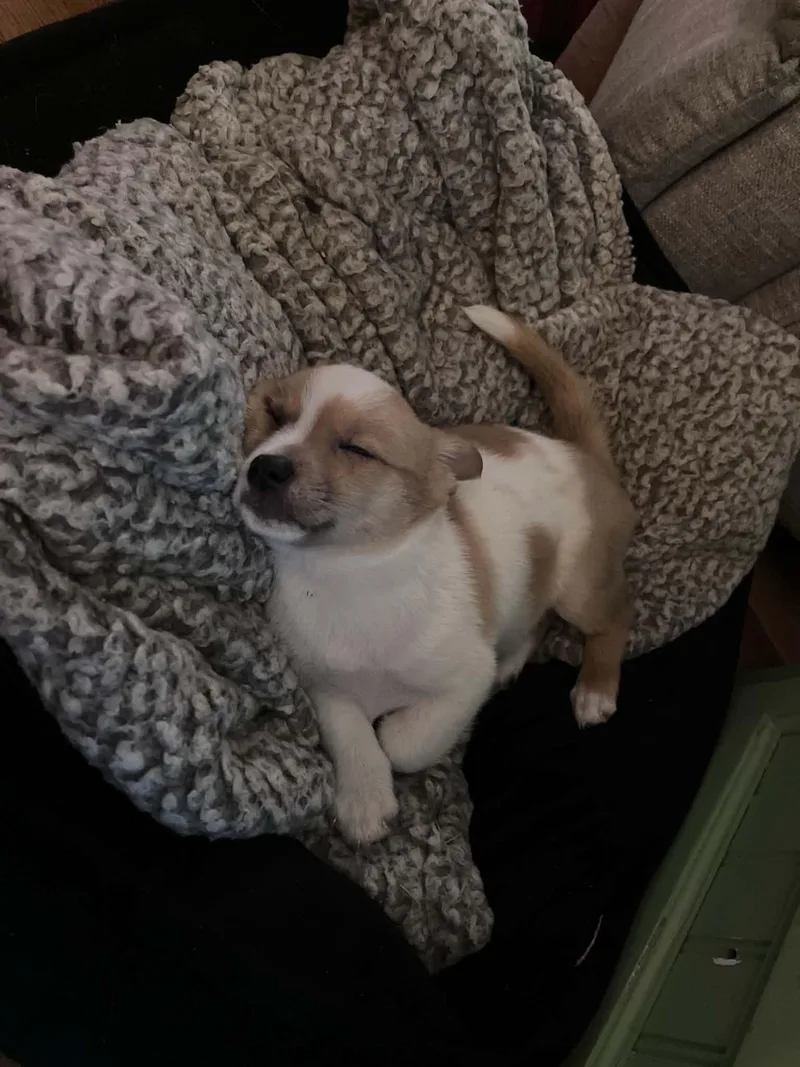 Pipi