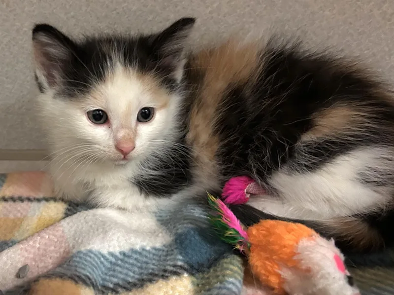 Hawaiian Punch thumbnail 2