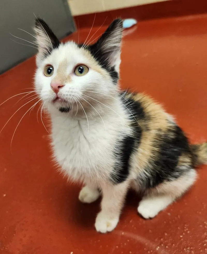 Hawaiian Punch thumbnail 3