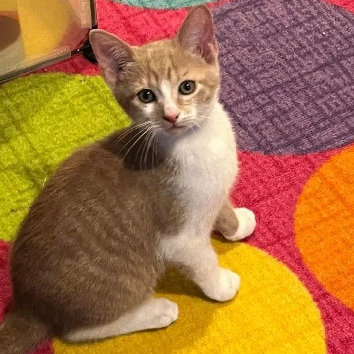 A baby medium-sized male Tabby (Buff / Tan / Fawn) Domestic Short Hair cat named Fred Casey for adoption in Kentwood, MI