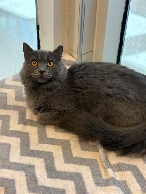 A young small-sized female Domestic Long Hair cat named Valerie for adoption in Forney, TX