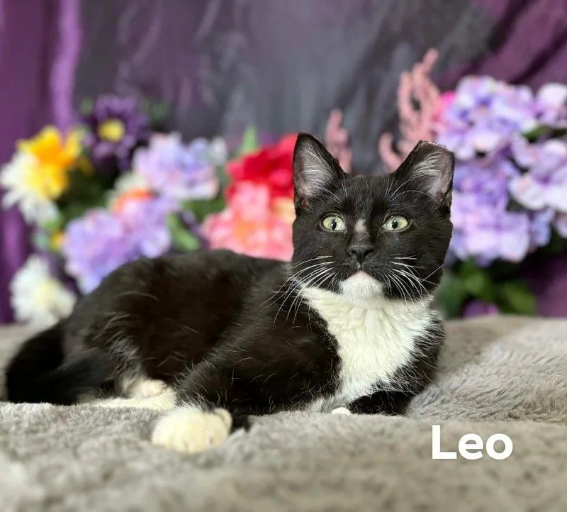 Leo