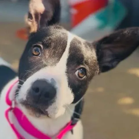 A young medium-sized female Black Pit Bull Terrier dog named Lucy for adoption in Shasta Lake, CA