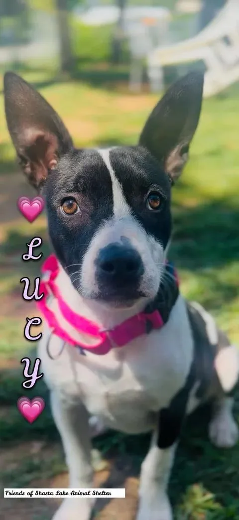 Lucy thumbnail 2