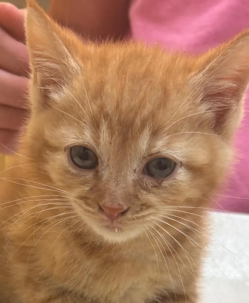 A baby small-sized male Domestic Short Hair cat named Luka for adoption in Elizabethton, TN