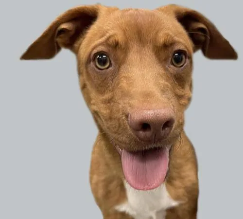 A young large-sized male Vizsla dog named Hennesee for adoption in Tucson, AZ