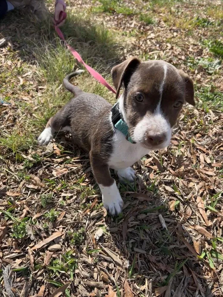 A baby medium-sized male Terrier dog named Rocky for adoption in Candler, NC