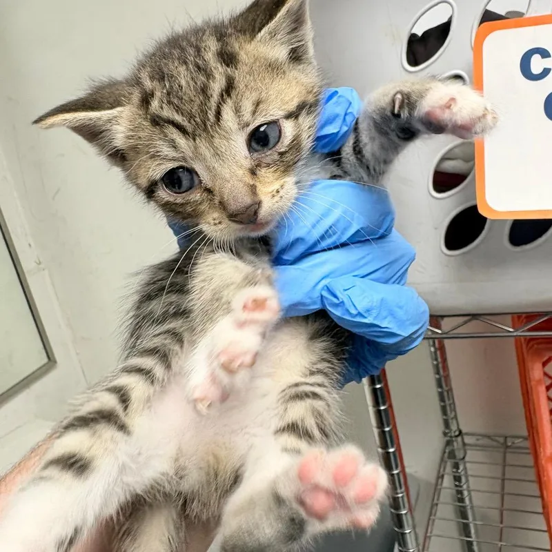 A baby small-sized male Calico Domestic Short Hair cat named Tiramisu for adoption in Philadelphia, PA