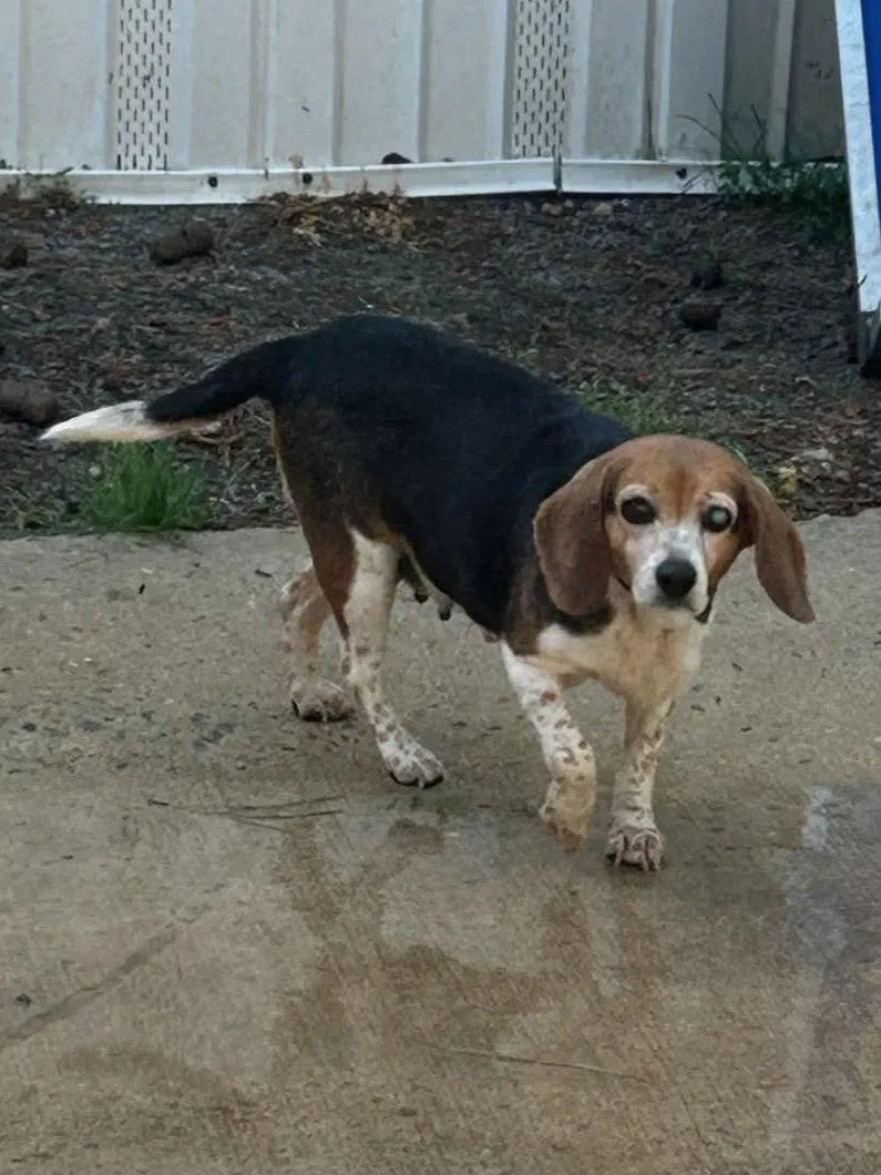A young medium-sized female Beagle dog named Ellie Mae for adoption in Winton, NC