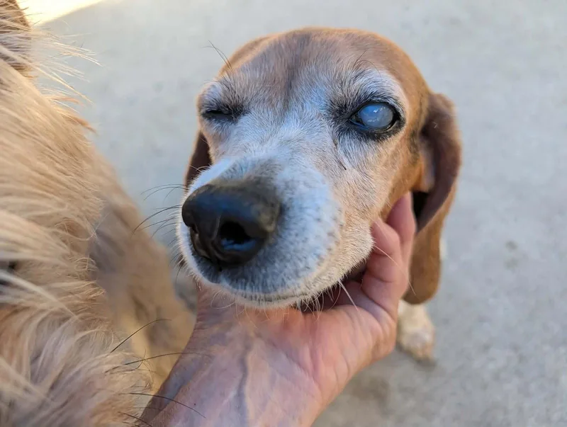 Ellie Mae thumbnail 2