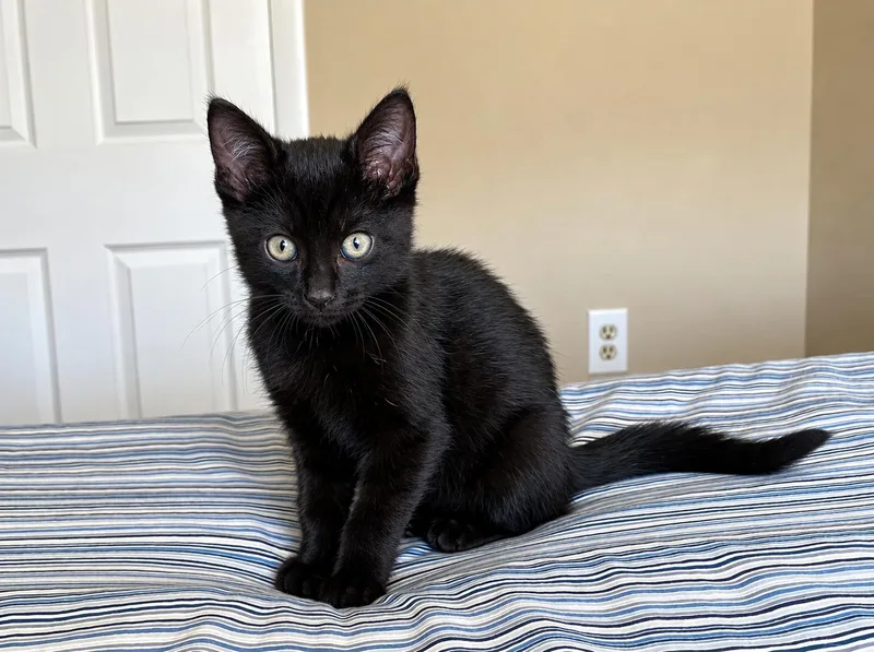 A baby medium-sized male Black Domestic Short Hair cat named Mocha for adoption in Victor, NY