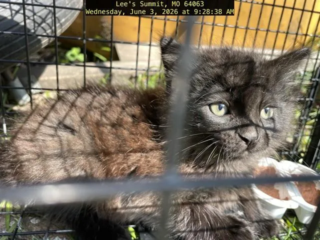 A baby small-sized female Domestic Short Hair cat named Baby Spice for adoption in Lees Summit, MO
