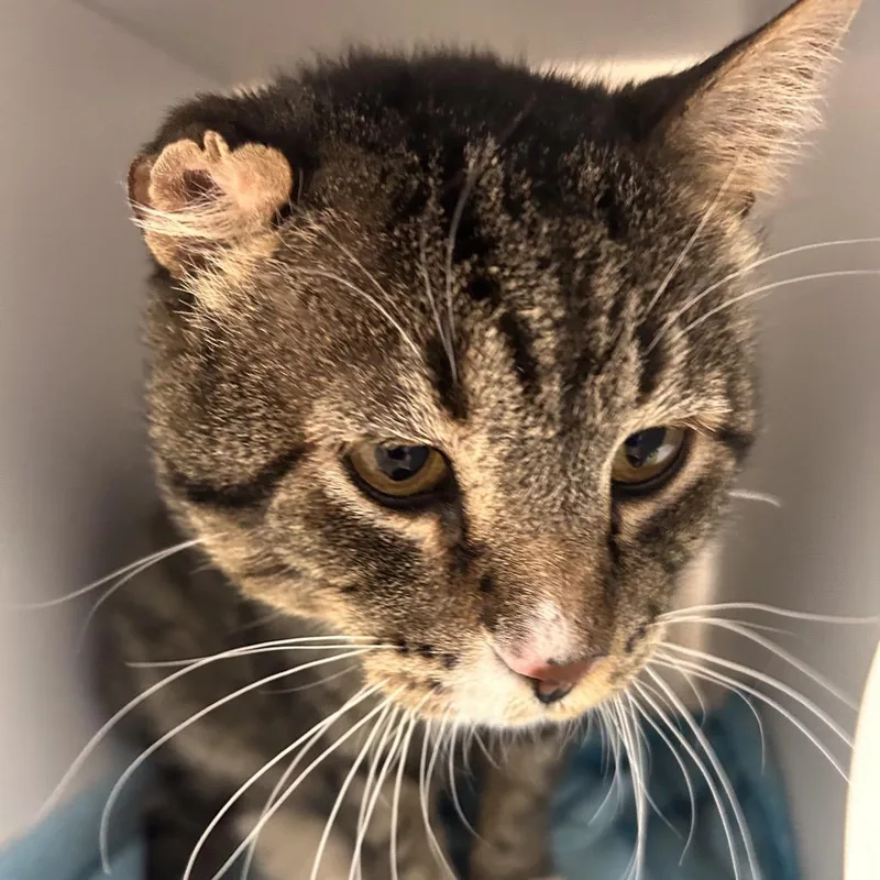 An adult large-sized male Brown / Chocolate Domestic Short Hair cat named Curlew for adoption in Kanab, UT