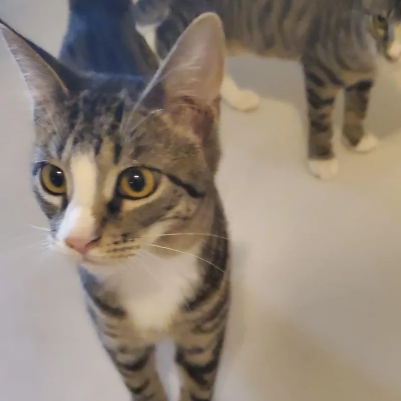 A young medium-sized male Tabby (Brown / Chocolate) Domestic Short Hair cat named Ollie for adoption in Liverpool, TX