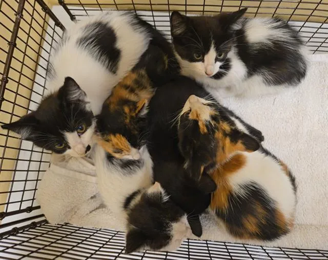 A baby small-sized female Domestic Short Hair cat named Nola Bean for adoption in Tustin, CA
