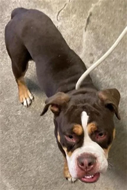 A young medium-sized male English Bulldog dog named Flanders for adoption in Sacramento, CA