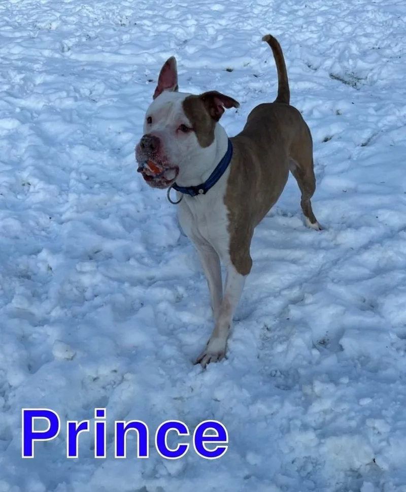 Prince thumbnail 4