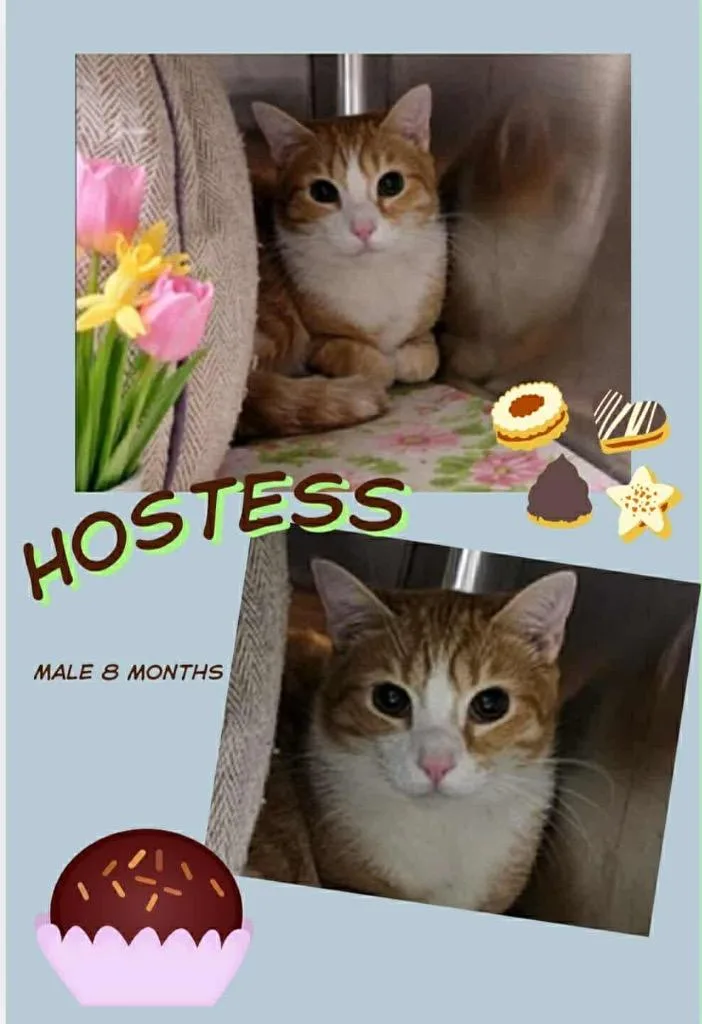 A baby large-sized male Domestic Short Hair cat named Hostess for adoption in Blountville, TN