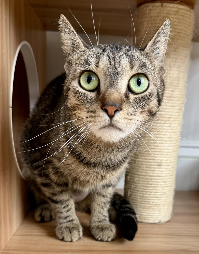 An adult medium-sized female Tabby (Buff / Tan / Fawn) American Shorthair cat named Luna for adoption in Hull, MA