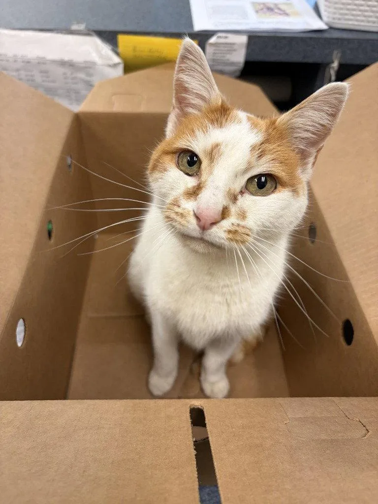 A senior large-sized female Orange & White Domestic Short Hair cat named Ca Hope for adoption in Glen Allen, VA