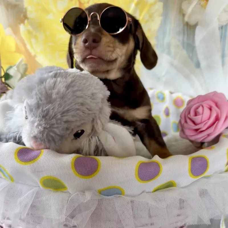 A baby small-sized male Chihuahua dog named Hopalong for adoption in Cumming, GA