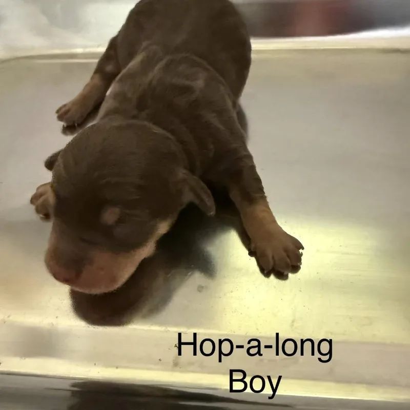 Hopalong thumbnail 2