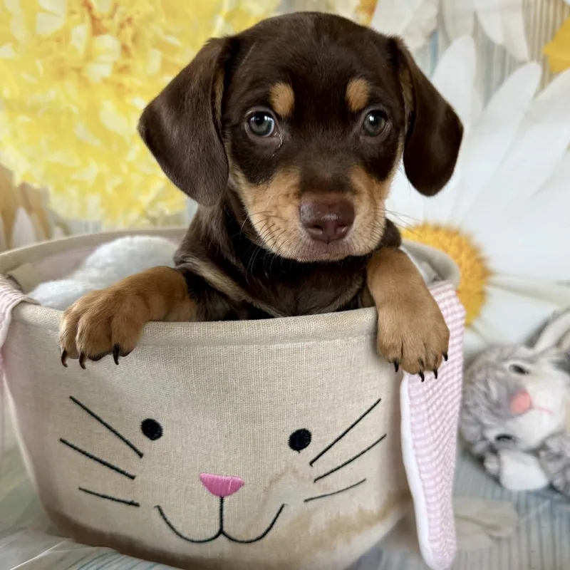 Hopalong thumbnail 3