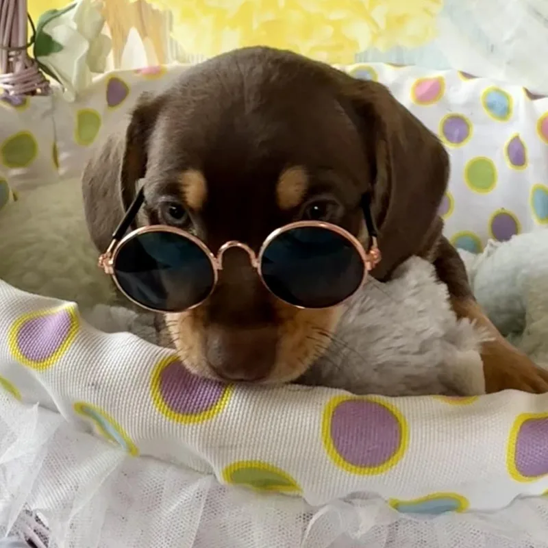 Hopalong thumbnail 4