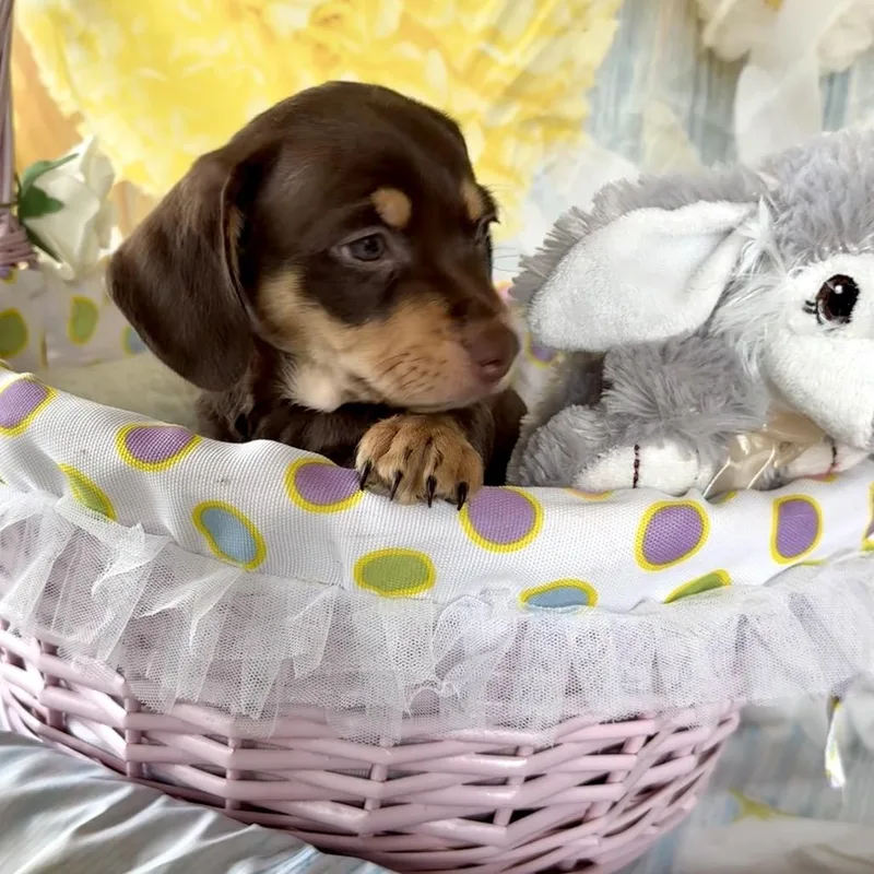 Hopalong thumbnail 5