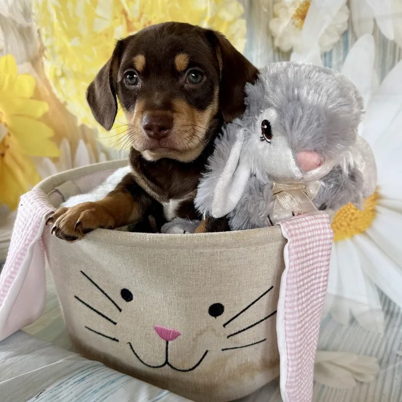 Hopalong thumbnail 6