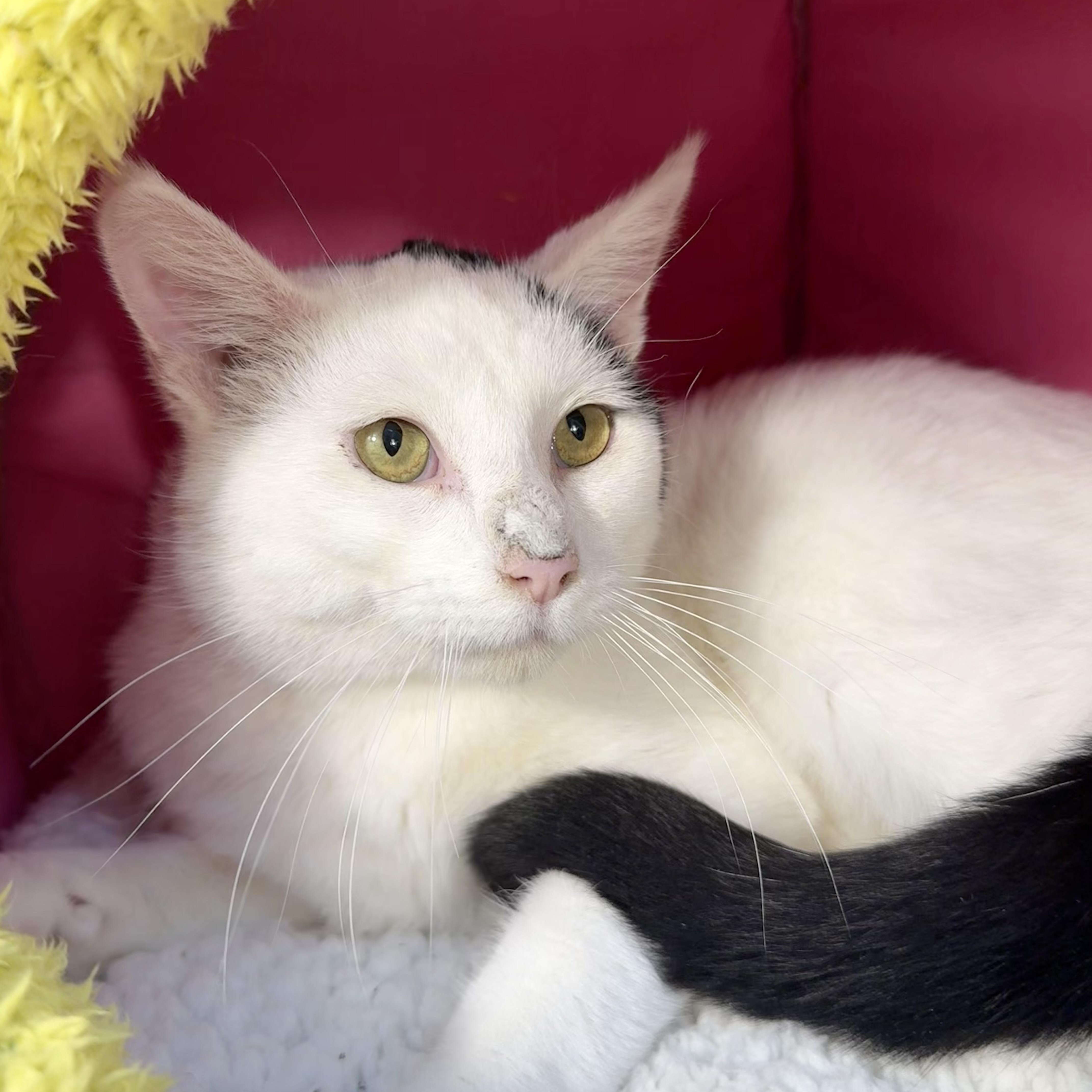 An adult medium-sized male White Domestic Short Hair cat named Rufus for adoption in Minneapolis, MN