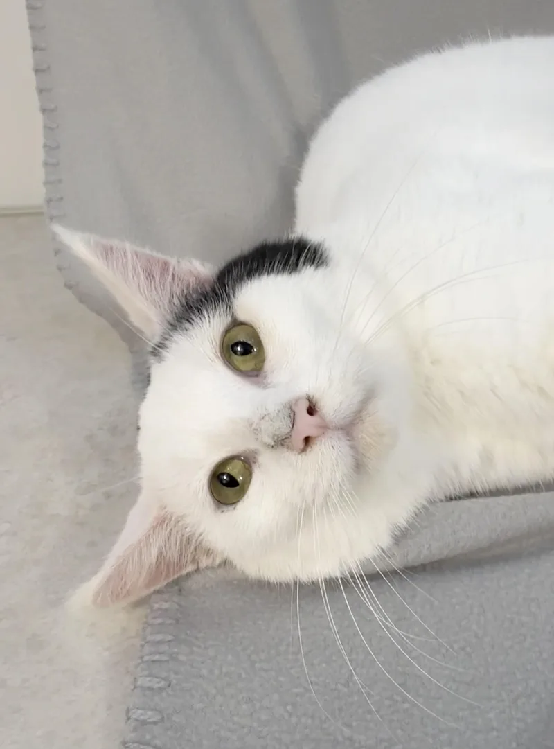 Rufus thumbnail 2