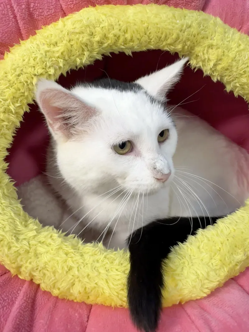 Rufus thumbnail 4