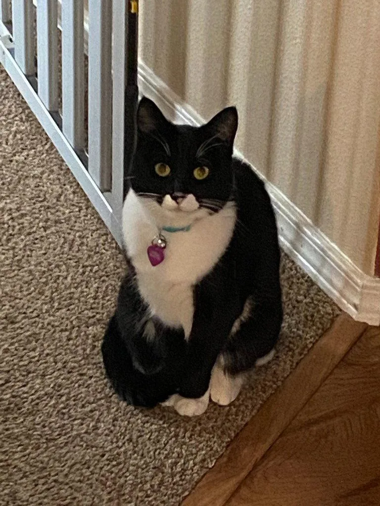 An adult medium-sized female Black & White / Tuxedo Domestic Short Hair cat named Houdini for adoption in Battle Ground, WA
