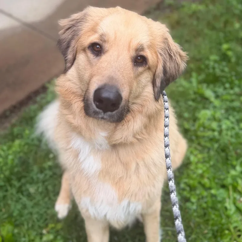 An adult large-sized male White / Cream Mixed Breed dog named Sterling for adoption in Asheville, NC