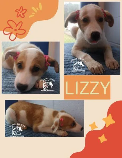 A baby medium-sized female Mixed Breed dog named Lizzy for adoption in Kenansville, NC