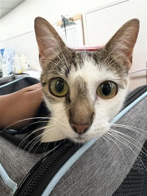 A young medium-sized female Domestic Short Hair cat named Big Mama for adoption in Houston, TX