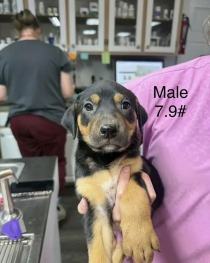 A baby small-sized male Mixed Breed dog named Allen for adoption in West Chester, PA