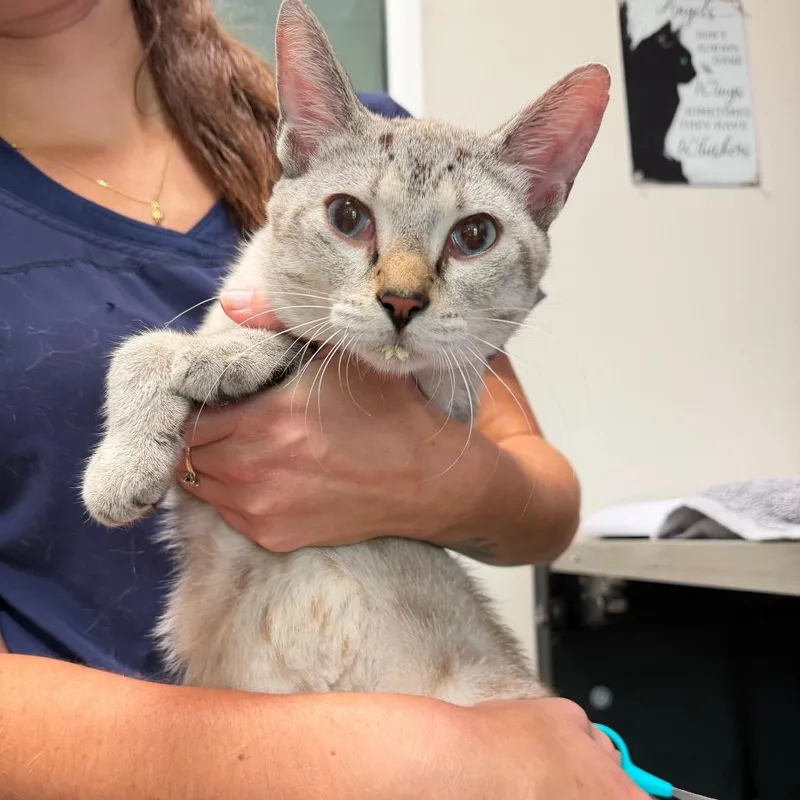 A young medium-sized male Buff / Tan / Fawn Siamese cat named Chewbacca for adoption in Englewood, FL