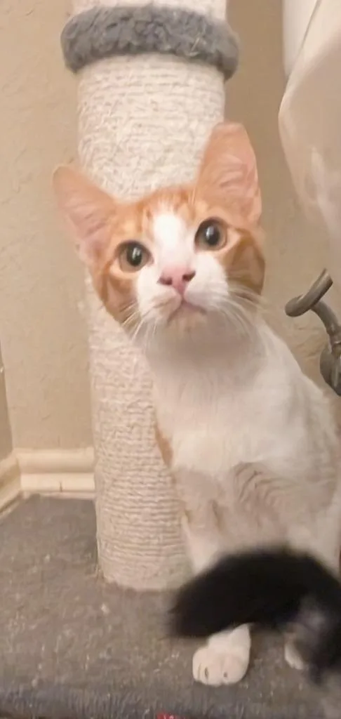 A baby medium-sized male Domestic Short Hair cat named Norman for adoption in San Antonio, TX