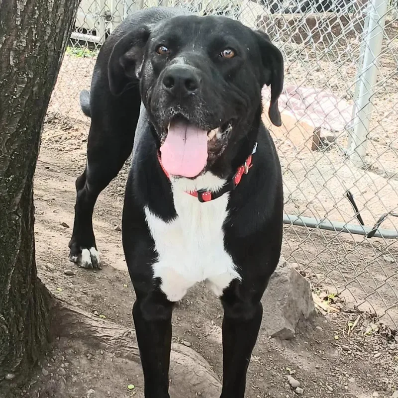 Pebbles Aka Moose