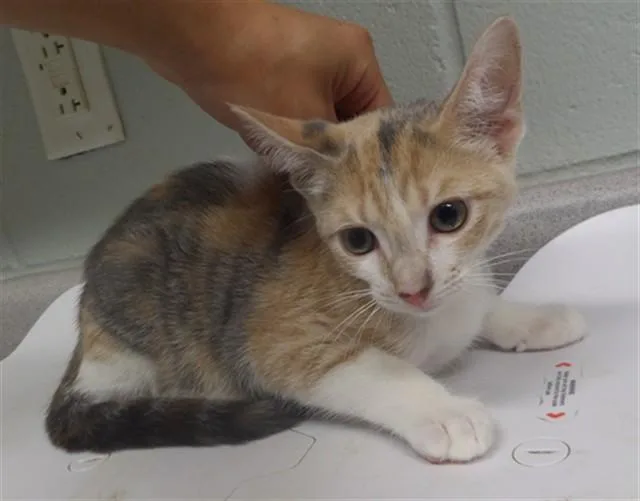 A baby small-sized female Domestic Short Hair cat named Diamond for adoption in Augusta, GA