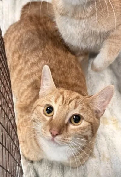 A young medium-sized male Domestic Short Hair cat named Thor for adoption in Chatsworth, CA