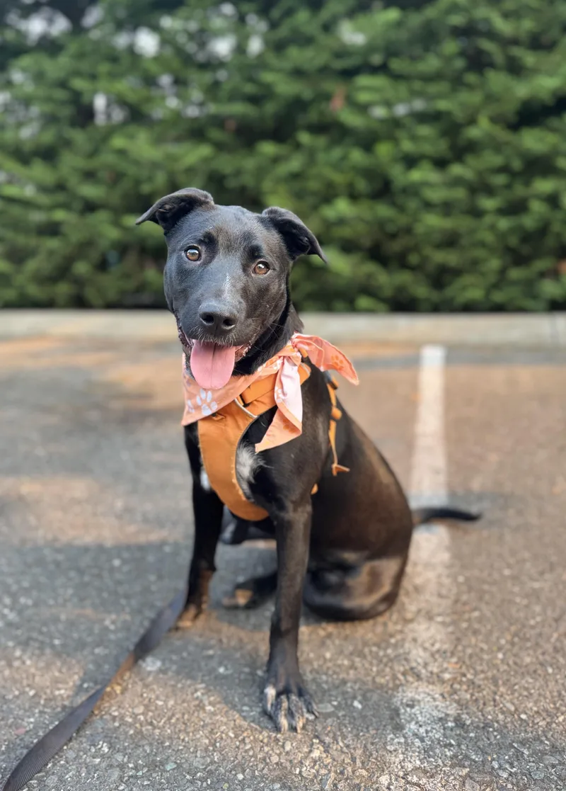 Heidi