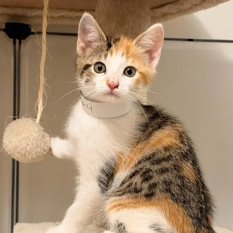 A baby small-sized female Calico Domestic Short Hair cat named Breezy for adoption in Fredericksburg, VA