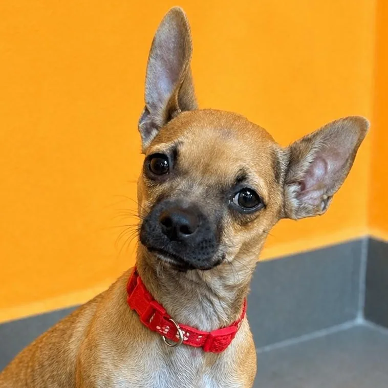 A baby small-sized female Yellow / Tan / Blond / Fawn Chihuahua dog named Popcorn for adoption in Carmel, NY