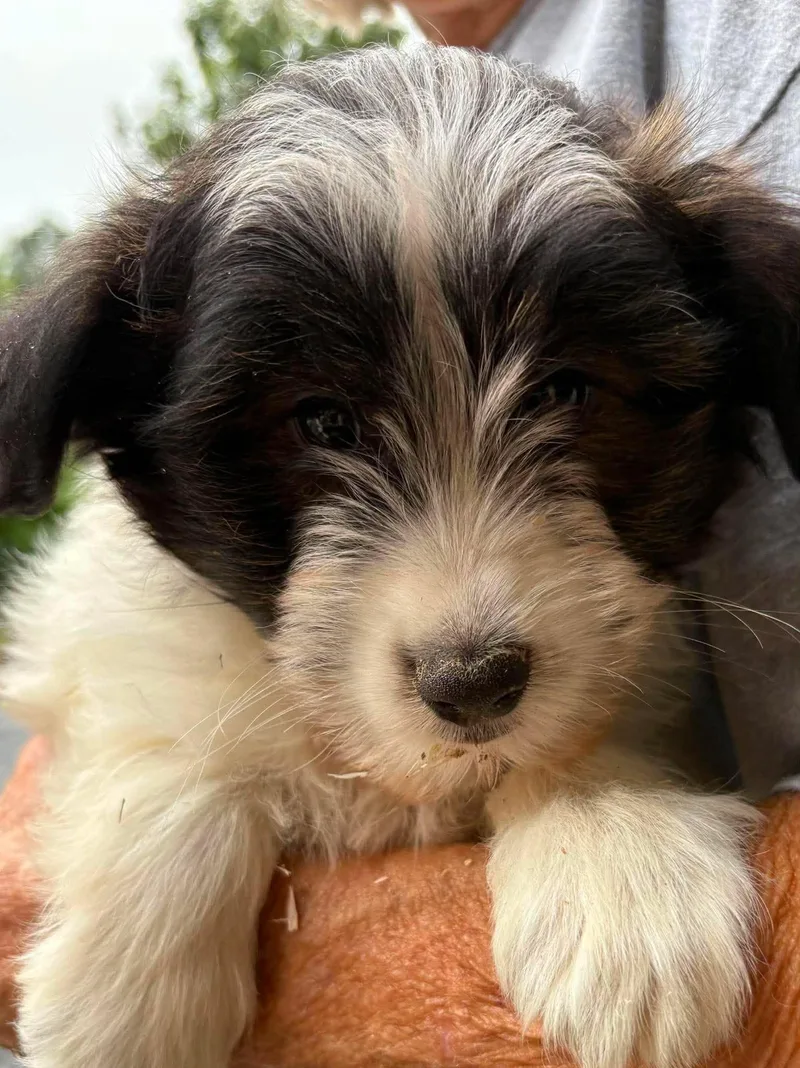 A baby small-sized male Miniature Poodle dog named Yoshi for adoption in Havertown, PA