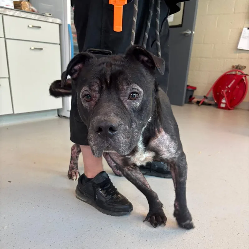 A senior large-sized male Black Mixed Breed dog named Mr. Zitter for adoption in Huntington, WV